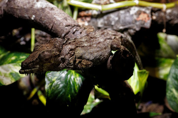 Western Bearded Anole (Anolis barbatus)