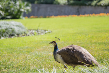 beautiful young peacock walks on a green colorful lawn near the house