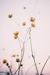 beautiful wild flowers in nature