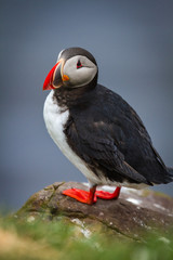 Papageitaucher (Fratercula arctica) in Island