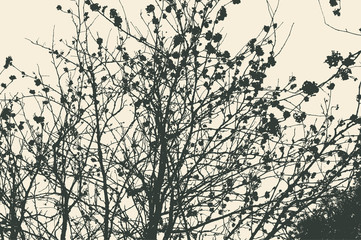 Silhouette of branches with berries. detailed vector illustration