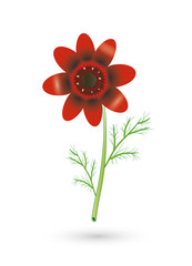 Sommer Adonisröschen Blüte in leuchtendem Rot