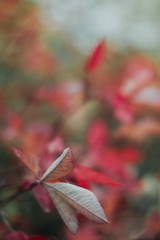 beautiful wild flowers in nature