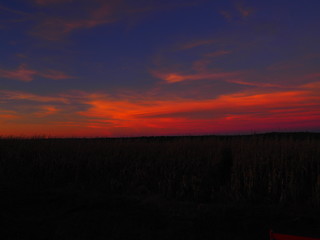 Atardecer anaranjado entre maizales