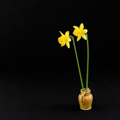 Frühjahrsgruß - Zwei gelbe Narzissen in einer kleinen Vase vor schwarzem Hintergrund - Nahaufnahme