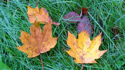 Jesień rozpieszcza kolorami w Strzeleckim parku