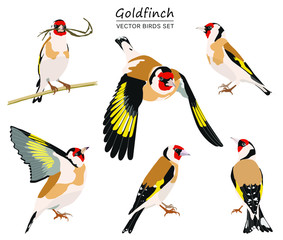 Goldfinches isolated on white background. Set of flying and sitting birds with bright colored plumage.