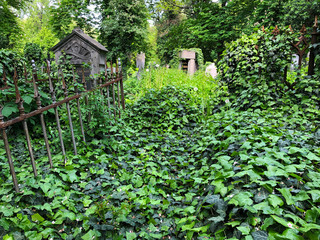Fototapeta na wymiar Ancient Gothic cemetery covered in green ivy