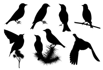 Goldfinches (Carduelis carduelis) silhouettes vector set
