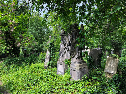 Ancient Gothic cemetery covered in green ivy