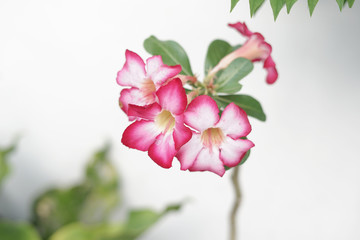 Pink desert rose flower "Adenium obesum" isolated