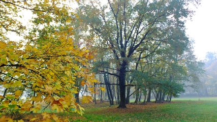 Jesień rozpieszcza kolorami w Strzeleckim parku