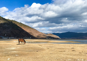 horses on the beach