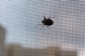 Shield bug on mosquito net