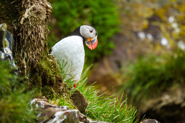 Papageitaucher (Fratercula arctica) auf Island