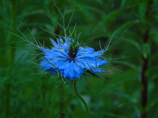 czarnuszka w pełnej krasie © Leszek
