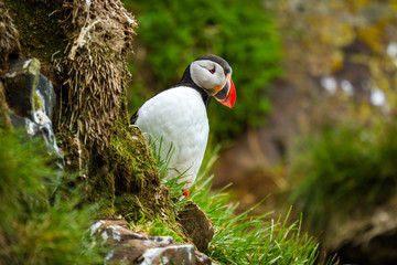 Papageitaucher (Fratercula arctica) in Island