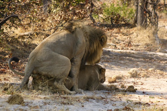 Mating Lions Big Cat King Of Animals