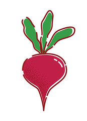 Beet. Vector illustration of a tasty autumn vegetable in flat and line-art style for print, banner or postcard.