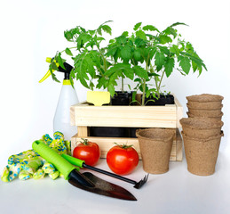 Young tomato seedlings in a wooden garden crate surrounded by garden tools, peat pots and a spray...
