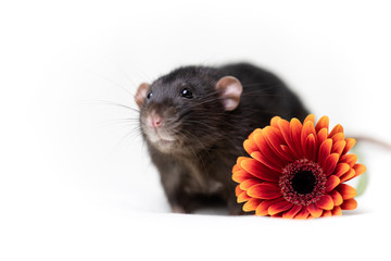 Flower Rat 