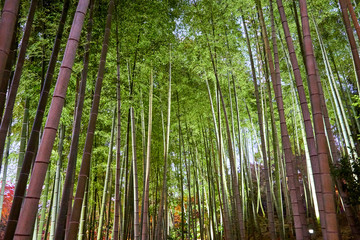 Green bamboo forest in the evening