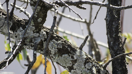 Dry tree bark