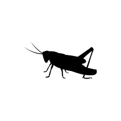 grasshopper silhouette - obrazy, fototapety, plakaty