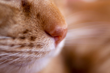 Macro the cat orange