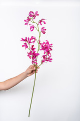 burgundy orchid flower in hand on a white background