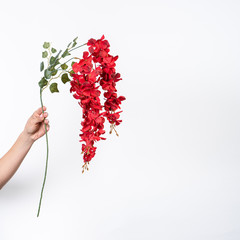 red wisteria flower in hand on a white background