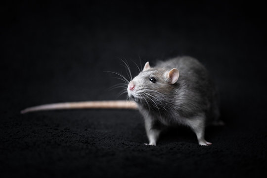 Ratte 