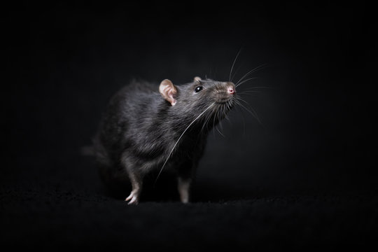 Ratte 