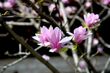 春の千鳥ヶ淵緑道で咲く　色鮮やかなピンク色のサクラモクレンの花