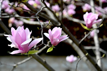 春の千鳥ヶ淵緑道で咲く　色鮮やかなピンク色のサクラモクレンの花