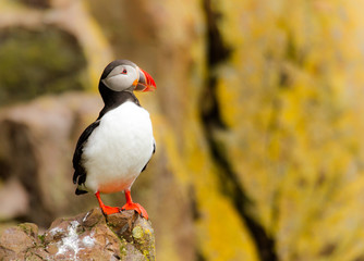 Papageitaucher (Fratercula arctica) in Island