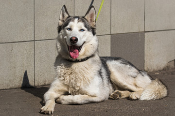 A cute large husky dog lying against the wall, looks at the photographer and waits for the owner. Sunny day. Pets. Close-up.