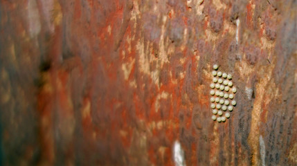 eggs of an insect  on wooden surface macro with intentional off  center focus.