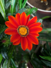 Flower in the garden