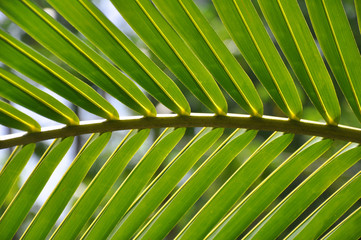 The Palm Leaf