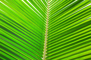 The Palm Leaf