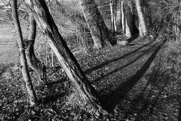Fototapeta premium Arbres