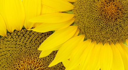 Beautiful light yellow sunflower isolated 