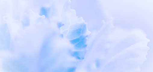 Abstract floral background, pale blue carnation flower. Macro flowers backdrop for holiday brand design