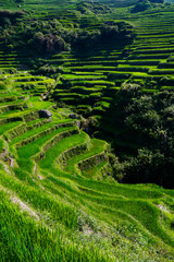 rice field terraces in the area of banaue,in Philippines 