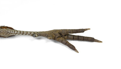 Obraz premium Pheasant legs. Cute bird feet. Beautiful bird. Beautiful pheasant. Macro bird legs. Wonderful photo with birdy feet.