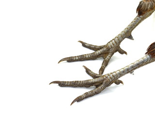 Pheasant legs. Cute bird feet. Beautiful bird. Beautiful pheasant. Macro bird legs. Wonderful photo with birdy feet.