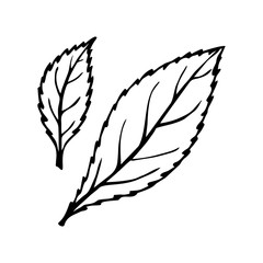 TWO LEAVES OF A PLANT IN A VECTOR