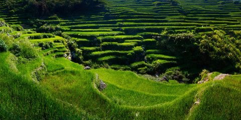 rice field terraces in the area of banaue,in Philippines 