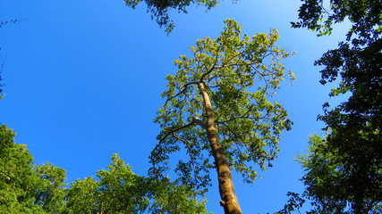 tree against a blue sky